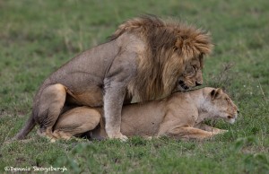 4908 Lion Pair, Serengeti, Tanzania