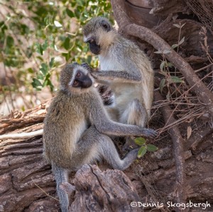 4909 Vervet Monkeys, Grooming Behavior, Tanzania