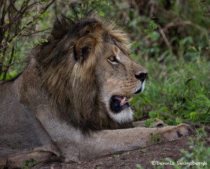 4910 Male Lion, Serengeti, Tanzania