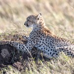 4917 Cheetah, Serengeti, Tanzania