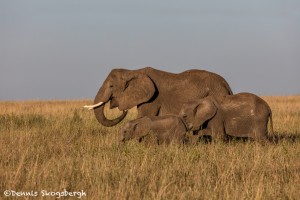 4922 African Elephants, Serengeti, Tanzania