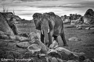 4926 African Elephant, Serengeti, Tanzania