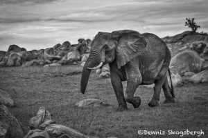 4927 African Elephant, Serengeti, Tanzania