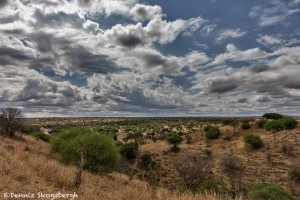 4932 Serengeti Landscape, Tanzania