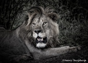 4933 Male Lion, Tanzania