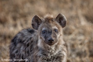 4937 Young Spotted Hyena, Ngorongoro Crater, Tanzania