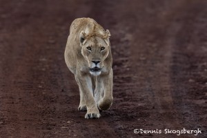 4938 Lioness, Ngorongoro Crater, Tanzania