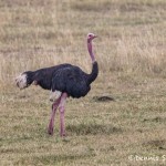 4939 Ostrich (Struthio camelus), Tanzania