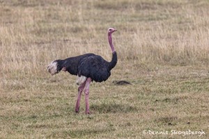 4939 Ostrich (Struthio camelus), Tanzania