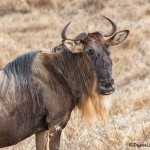 4942 Wildebeest, Ngorongoro Crater, Tanzania
