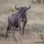 4943 Wildebeest, Serengeti, Tanzania