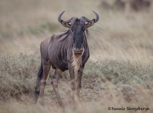 4943 Wildebeest, Serengeti, Tanzania