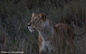4944 Lioness Hunting at Dusk, Serengeti, Tanzania