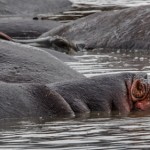 4946 Hippos at Ngorongoro Crater, Tanzania