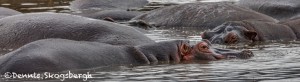 4946 Hippos at Ngorongoro Crater, Tanzania