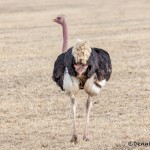 4947 Ostrich (Struthio camelus), Tanzania