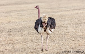 4947 Ostrich (Struthio camelus), Tanzania