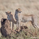 4949 Cheetahs, Serengeti, Tanzania
