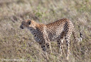4950 Cheetah, Serengeti, Tanzania