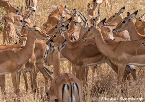 4954 Impala (Aepyceros melampus), Serengeti, Tanzania