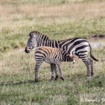 4955 Zebras, Serengeti, Tanzania