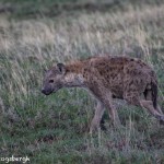4956 Spotted Hyena, Serengeti, Tanzania