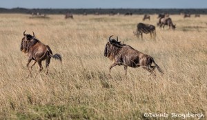 4957 Wildebeests on the Serengeti, Tanzania