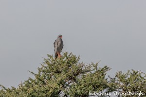 4958 Pale Chanting Goshawk (Melierax canorus), Tanzania