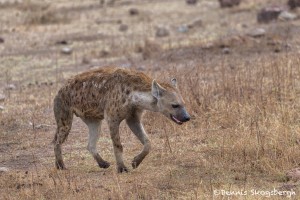 4961 Spotted Hyena, Serengeti, Tanzania