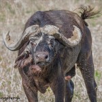 4964 Angry Cape Buffalo, Serengeti, Tanzania