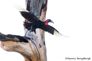 4964 Ground Hornbill (Bucorvus leadbeateri), Tanzania