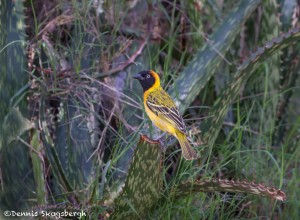 4965 Male Speke's Weaver (Ploceus spekei), Serengeti, Tanzania