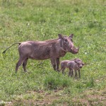 4966 Wart Hog and Piglets, Tanzania