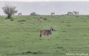 4968 Eland (Taurotragus oryx), Serengeti, Tanzania