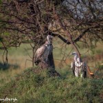 4969 White-backed Vulture (Gyps africanus), Tanzania