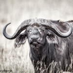 4971 Cape Buffalo, Serengeti, Tanzania