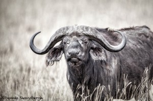 4971 Cape Buffalo, Serengeti, Tanzania