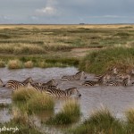 4972 Zebra Crossing, Serengeti, Tanzania