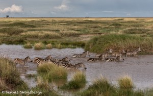 4972 Zebra Crossing, Serengeti, Tanzania