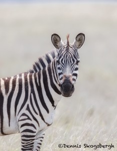 4972 Zebra, Ngorongoro Crater, Tanzania