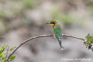 4973 Cinnamon-chested Bee-eater (Merops oreobates), Serengeti, Tanzania