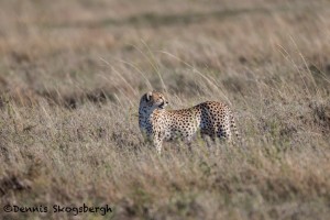 4974 Cheetah, Serengeti, Tanzania
