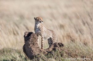 4976 Cheetah, Serengeti, Tanzania