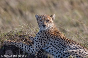 4977 Cheetah, Serengeti, Tanzania