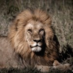 4981 Male Lion, Serengeti, Tanzania