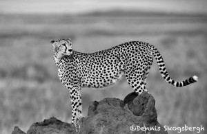 4982 Cheetah, Serengeti, Tanzania