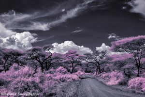 4984 Infrared Landscape, Tanzania