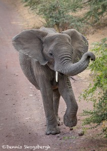4984 Young Elephant, Ngorongoro Crater, Tanzania