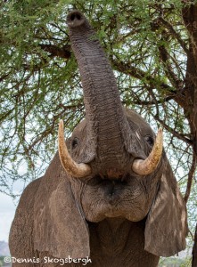 4985 African Elephant, Serengeti, Tanzania