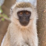 4986 Vervet Monkey (Chlorocebus pygerythrus), Tanzania